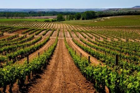 Ruta del Vino Ribera del Duero se adhiere a la campaña #Winelovers35 que busca atraer al público joven