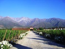 El Valle Central de Chile, un paraíso enoturístico