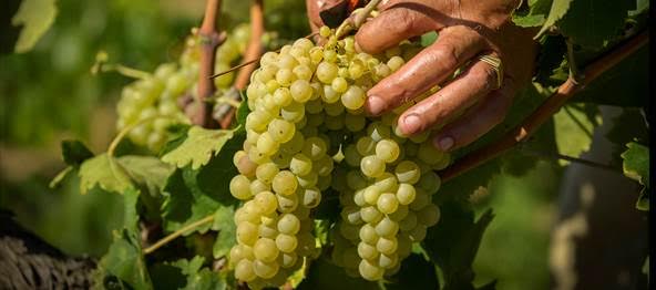 Vendimia ecológica en Juvé & Camps con la experiencia de la reciente reconversión de sus viñedos