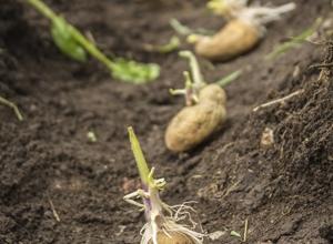 Las patatas pueden crecer sin problemas en el planeta Marte