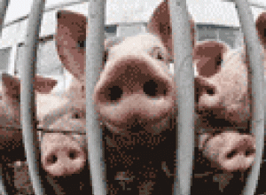Mundo: Productores de carne de cerdo están en problemas por la Influenza A