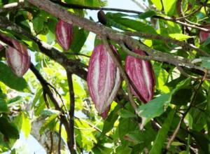 Las variedades del cacao y su desarrollo en Cuba
