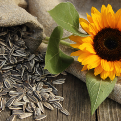 semillas de girasol