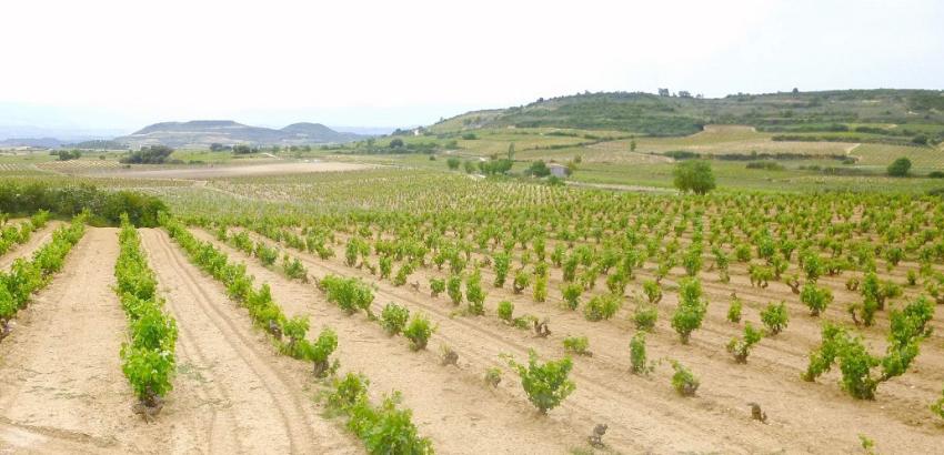 Viñedos Rioja Alavesa