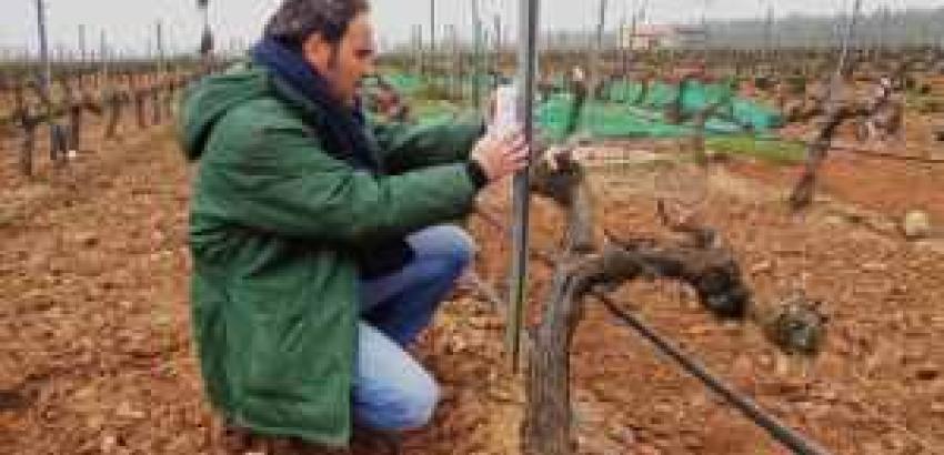 Estudio realizado en CICYTEX concluye que de los viñedos extremeños de regadío es posible obtener buenas producciones  