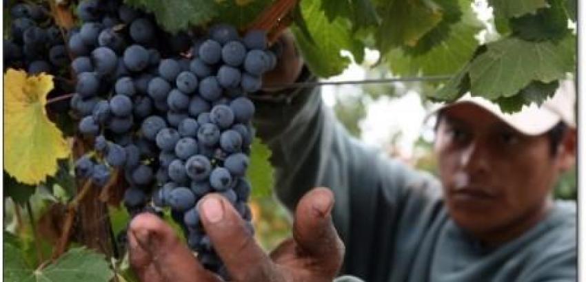 Argentina será quinto productor de vino en 2014 y Chile caerá al octavo lugar