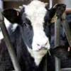 España intenta rescatar el sector lácteo golpeado por la crisis