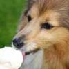 Empresa especializada lanza helados para perros en el verano