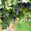 Valpolicella, una región vinícola diferente