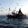 Nuevas directrices para frenar las capturas ilegales de pescado