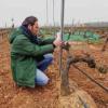 Estudio realizado en CICYTEX concluye que de los viñedos extremeños de regadío es posible obtener buenas producciones  
