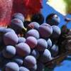 España: Más de 80 millones de kilos de uva se pueden quedar en las cepas de Rioja