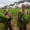Cuba espera la mejor cosecha de tabaco de la última década