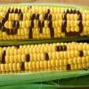  Premios Nobel dicen SI a alimentos GMO's
