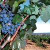 FENAVIN entregará Premios de Enoturismo ‘Rutas del Vino de España’