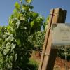  TERRAS GAUDA impulsa en España un proyecto de I+D+I sobre viticultura 